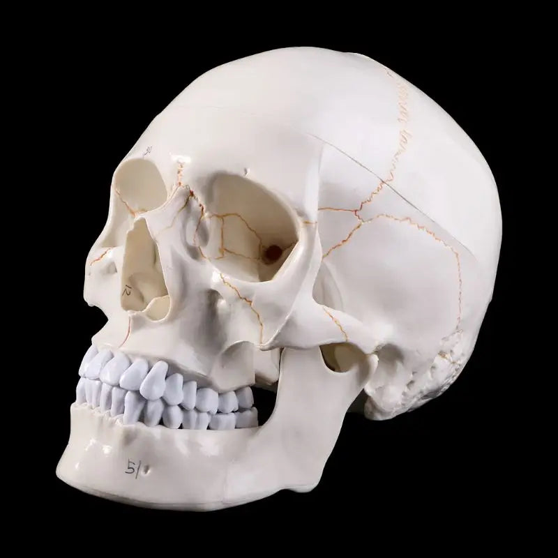 Life Size Human Skull Model Anatomical Anatomy Medical Teaching Skeleton Head Studying Teaching Supplies