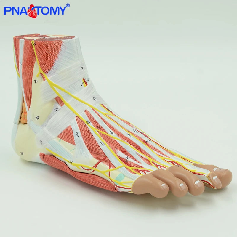 Life size human foot anatomy model leg muscle anatomical models for education medical organ artery and nervous system