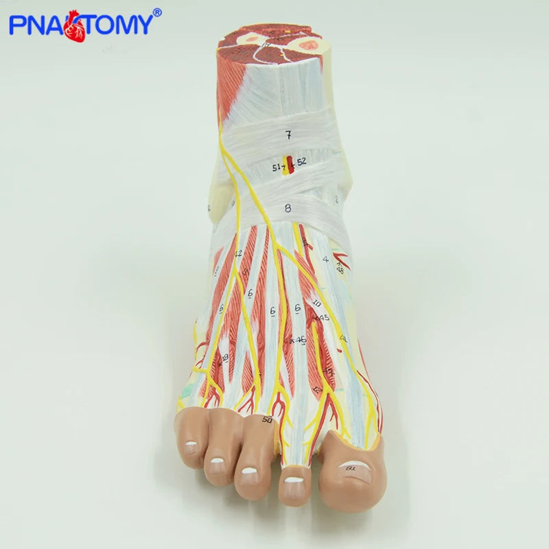 Life size human foot anatomy model leg muscle anatomical models for education medical organ artery and nervous system