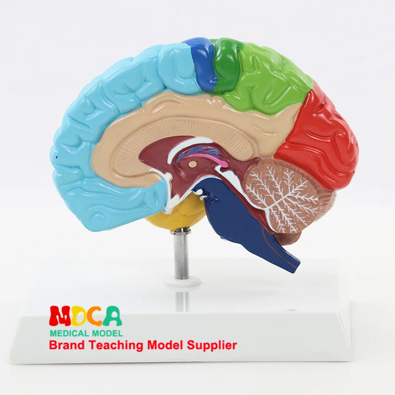 Human Half Brain Anatomy Model Life Size Colored Anatomical Brain Model Medical Teaching Tools
