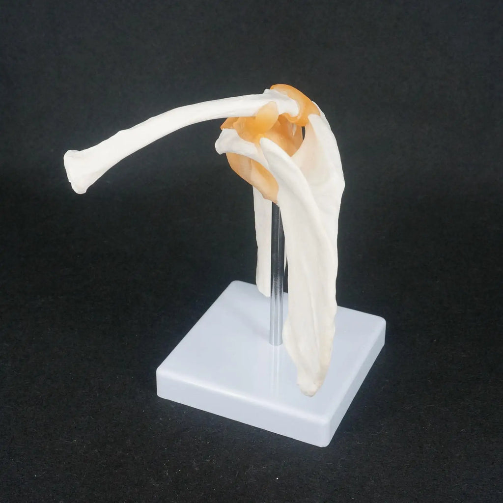 PVC Life Size Shoulder Joint Anatomical Model Skeleton Human Medical Anatomy For Medical Study