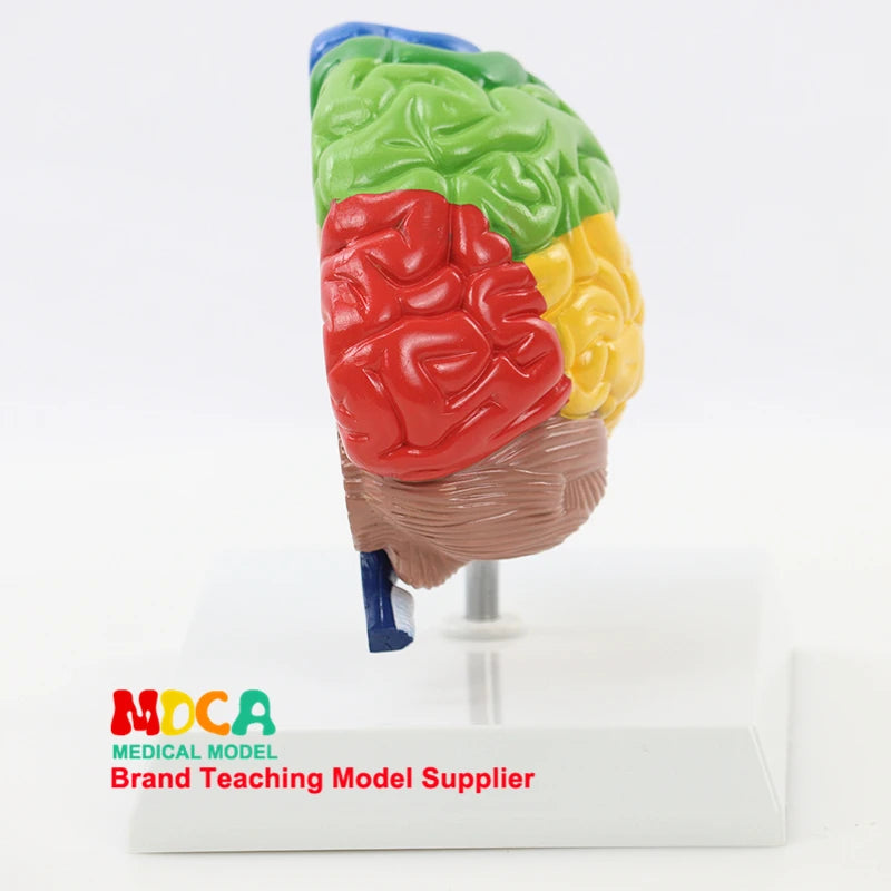 Human Half Brain Anatomy Model Life Size Colored Anatomical Brain Model Medical Teaching Tools