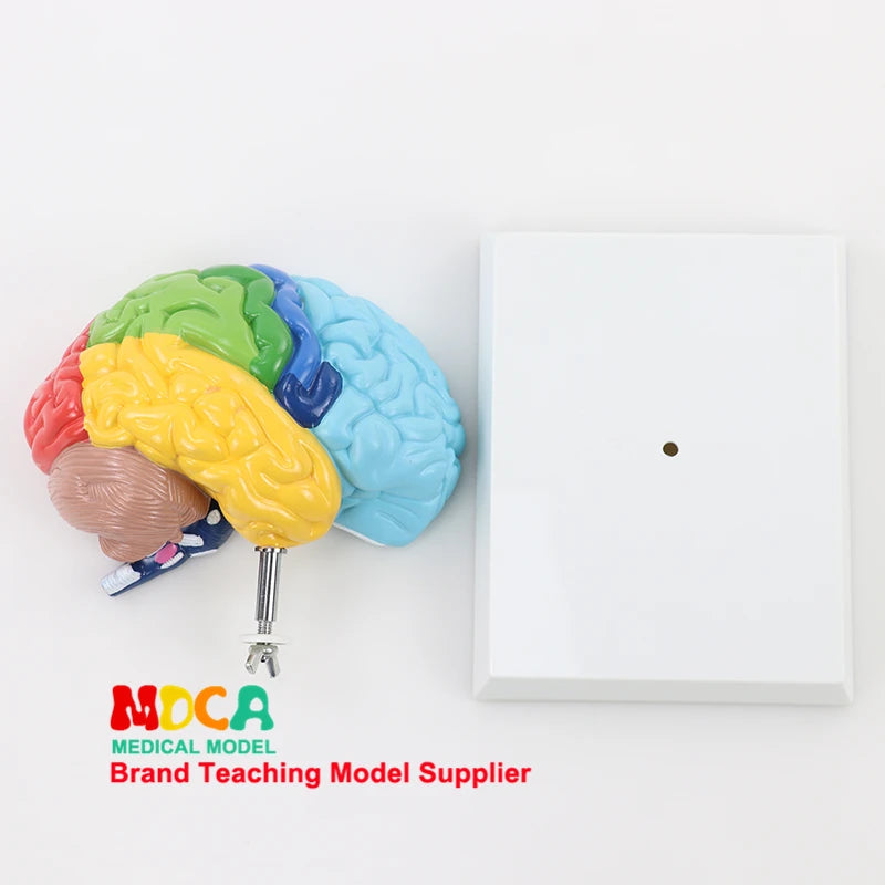 Human Half Brain Anatomy Model Life Size Colored Anatomical Brain Model Medical Teaching Tools