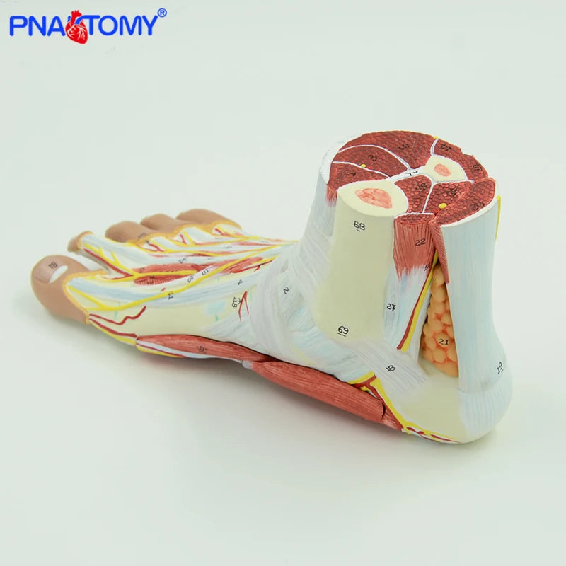 Life size human foot anatomy model leg muscle anatomical models for education medical organ artery and nervous system