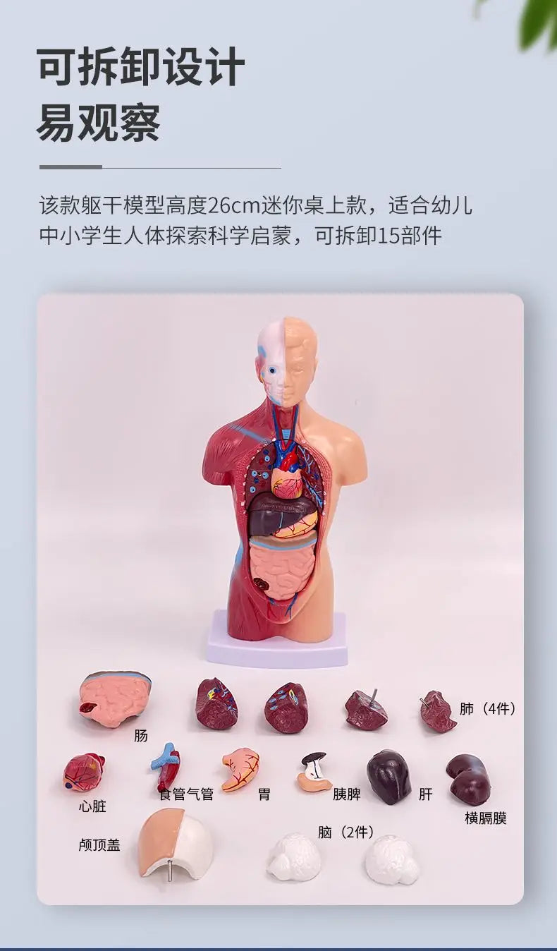 26CM Torso, Human Visceral Anatomy Model, Medical Teaching Aids, Children's Educational Detachable Medical Anatomy Model