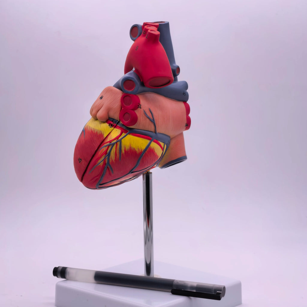 PVC 2 Part Life Size Human Heart Anatomy Model Mounted on White Base Cardiac Medical Learning high QL