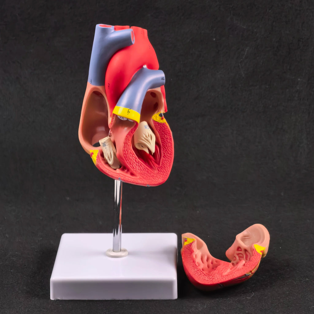 PVC 2 Part Life Size Human Heart Anatomy Model Mounted on White Base Cardiac Medical Learning high QL