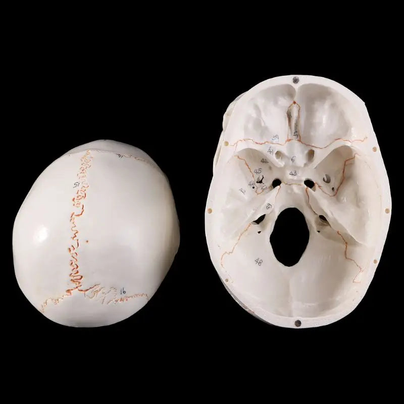 Life Size Human Skull Model Anatomical Anatomy Medical Teaching Skeleton Head Studying Teaching Supplies
