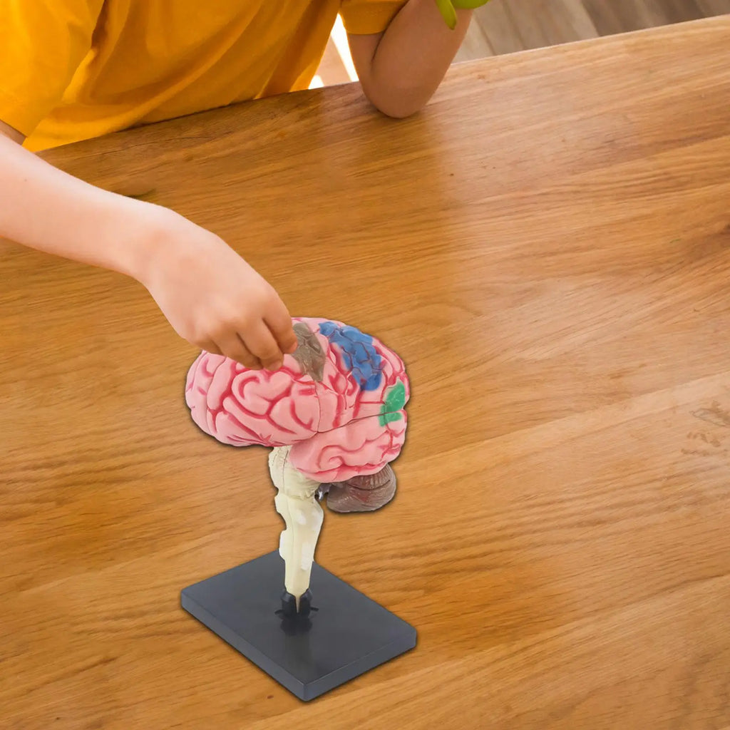 Human Brains Model Anatomy Educational Toy Brain Anatomical Models Study Display Tool 3D Teaching Model for Teaching Classroom