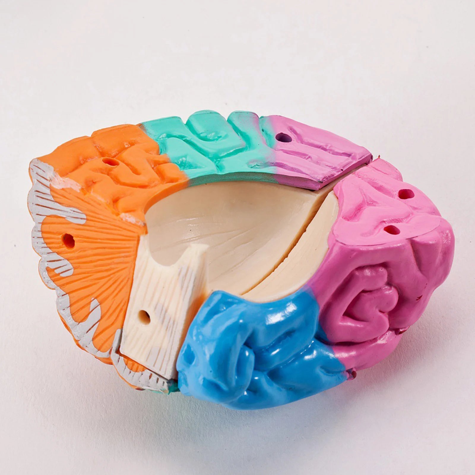 Human Brains Model Anatomy Educational Toy Brain Anatomical Models Study Display Tool 3D Teaching Model for Teaching Classroom