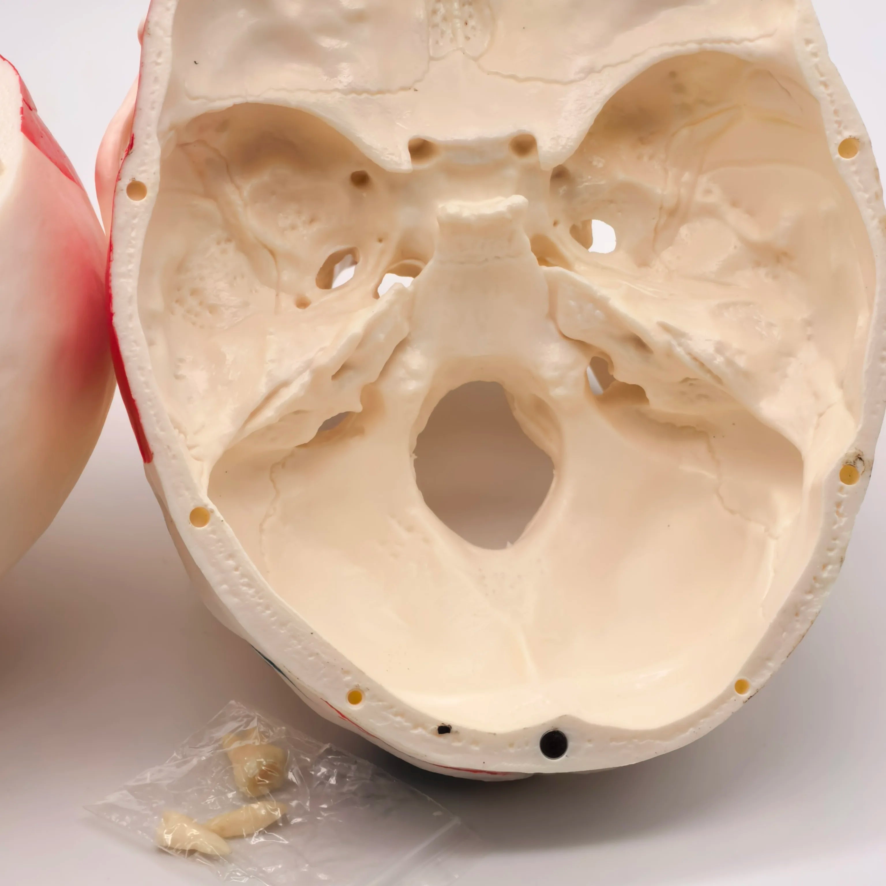 PVC Human Muscular Color Skull Model - 3 Parts Digital Indication Medical Learning Aid Life Size Anatomy Educational Tool
