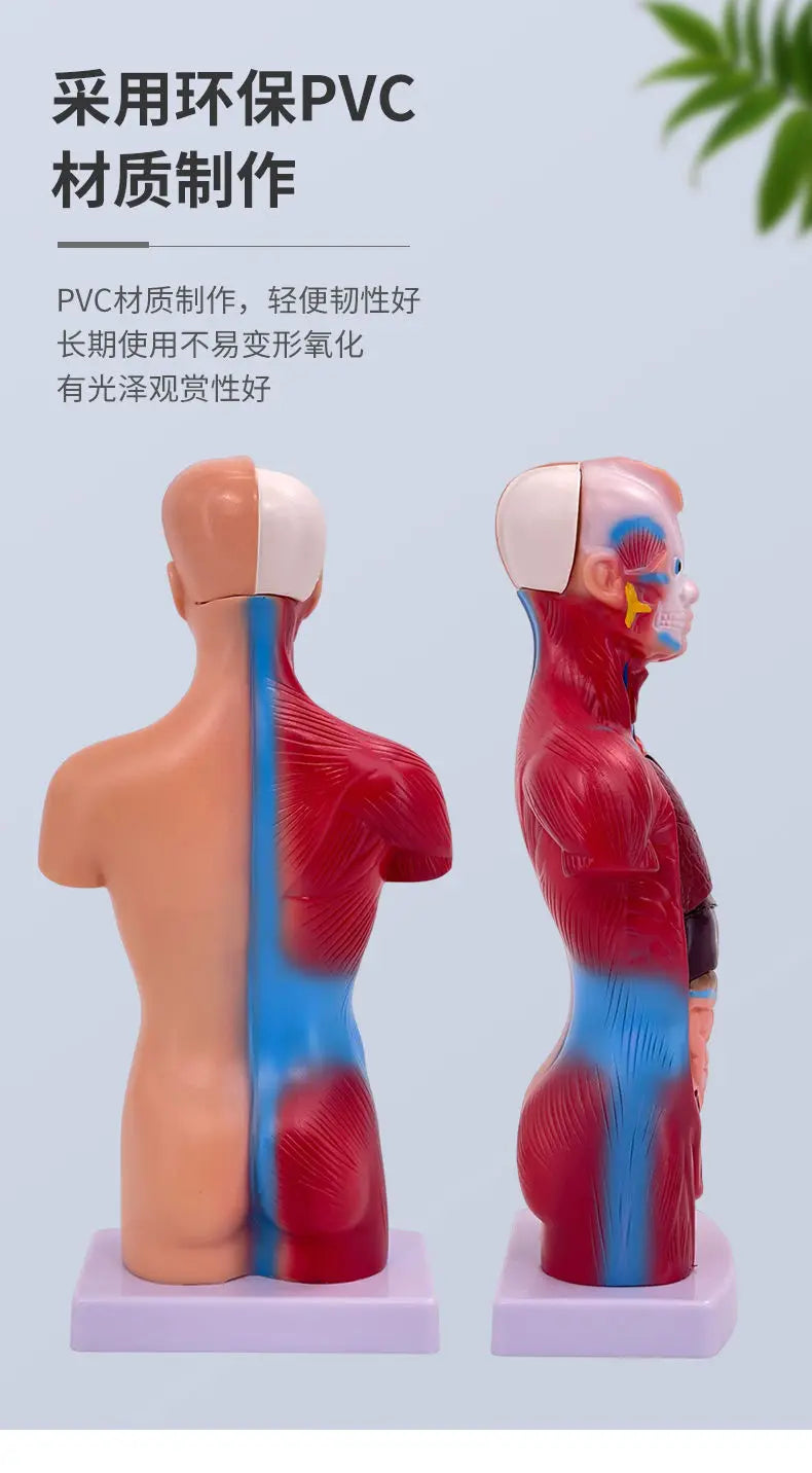 26CM Torso, Human Visceral Anatomy Model, Medical Teaching Aids, Children's Educational Detachable Medical Anatomy Model