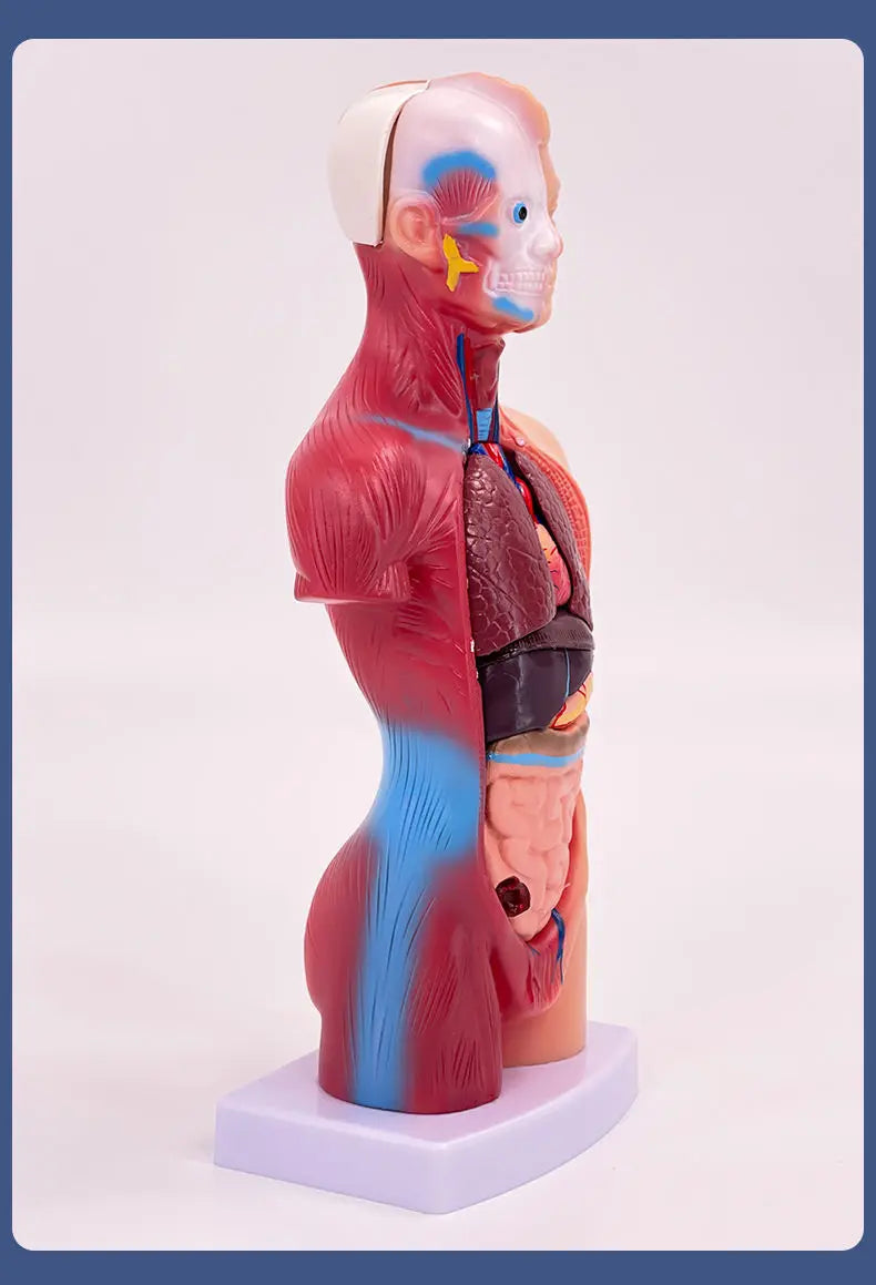 26CM Torso, Human Visceral Anatomy Model, Medical Teaching Aids, Children's Educational Detachable Medical Anatomy Model
