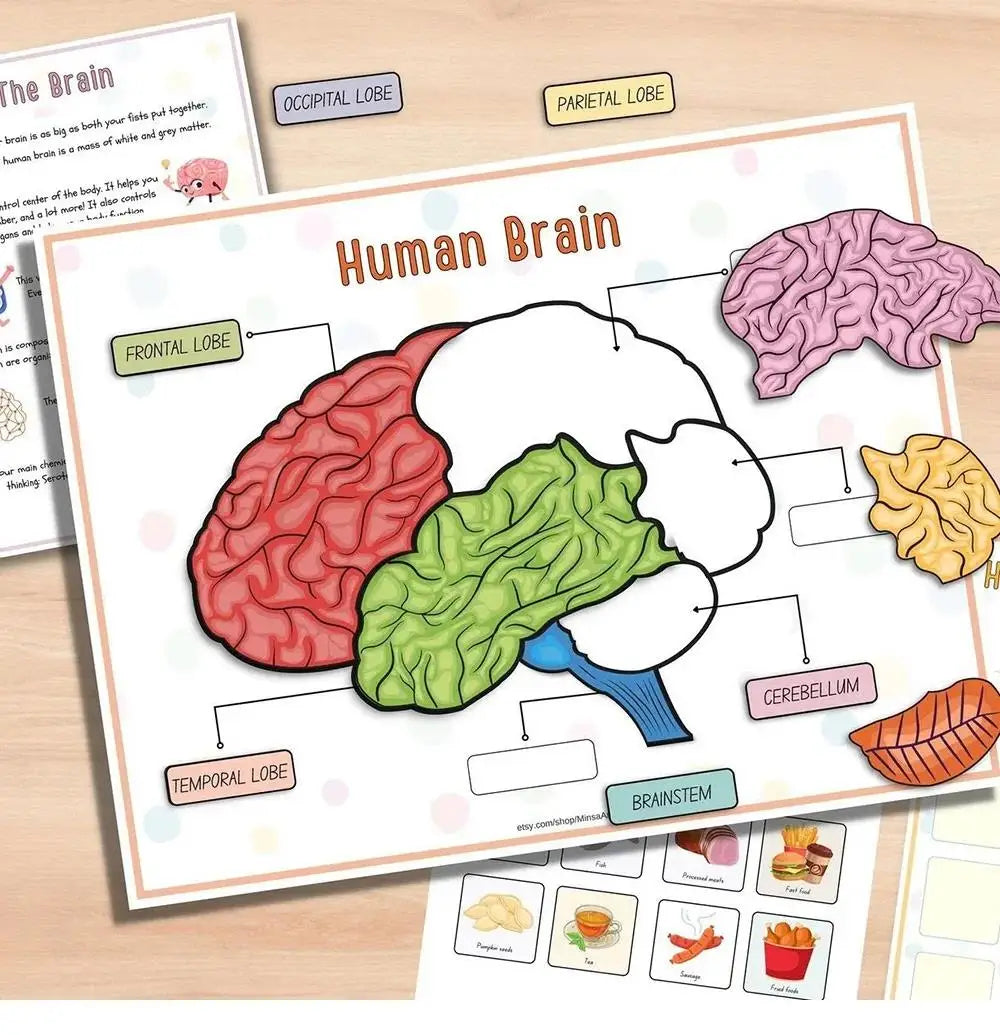 Children's Human Anatomy Busy Book - Explore the Marvels of Body Medical Enlightenment Educational Activity