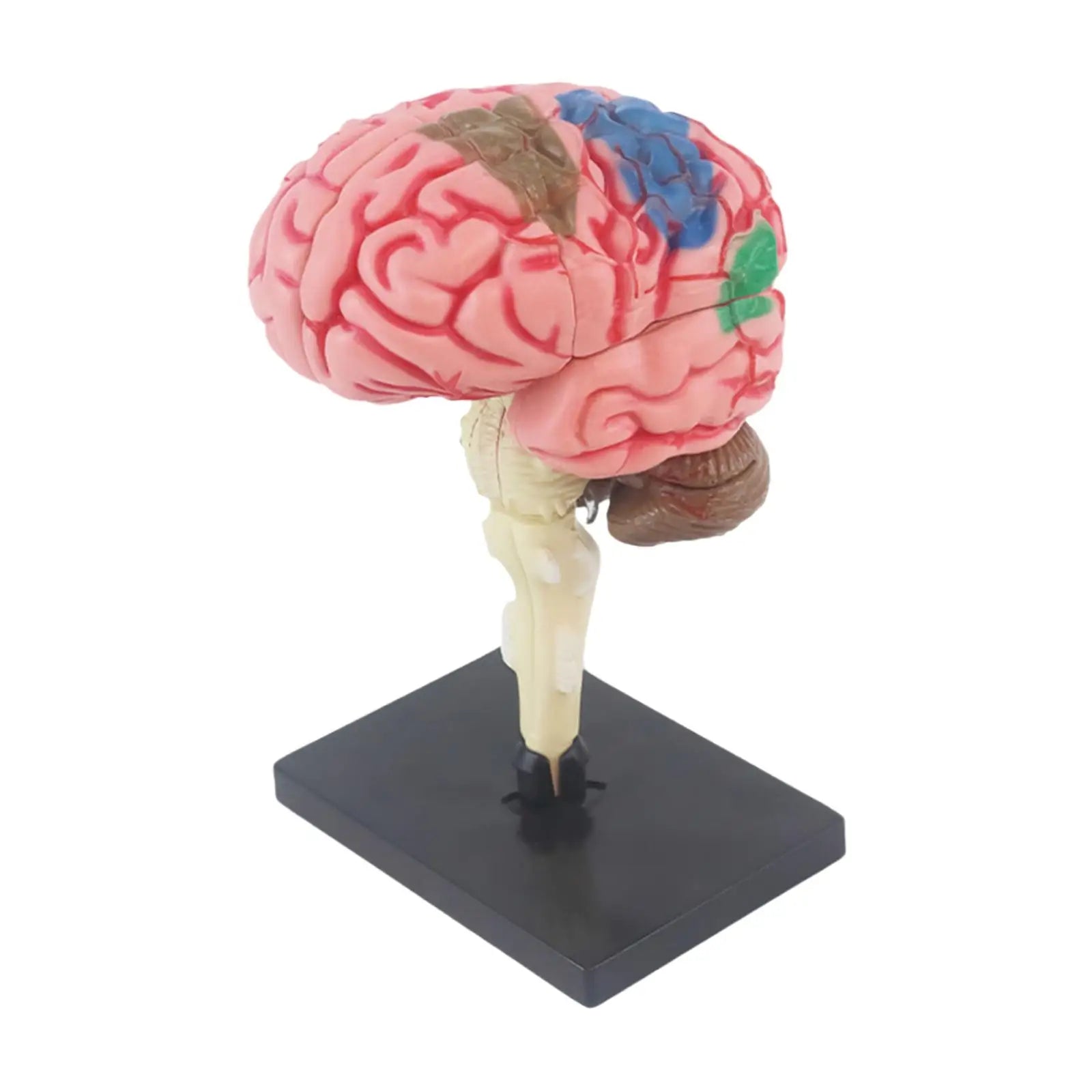 Human Brains Model Anatomy Educational Toy Brain Anatomical Models Study Display Tool 3D Teaching Model for Teaching Classroom