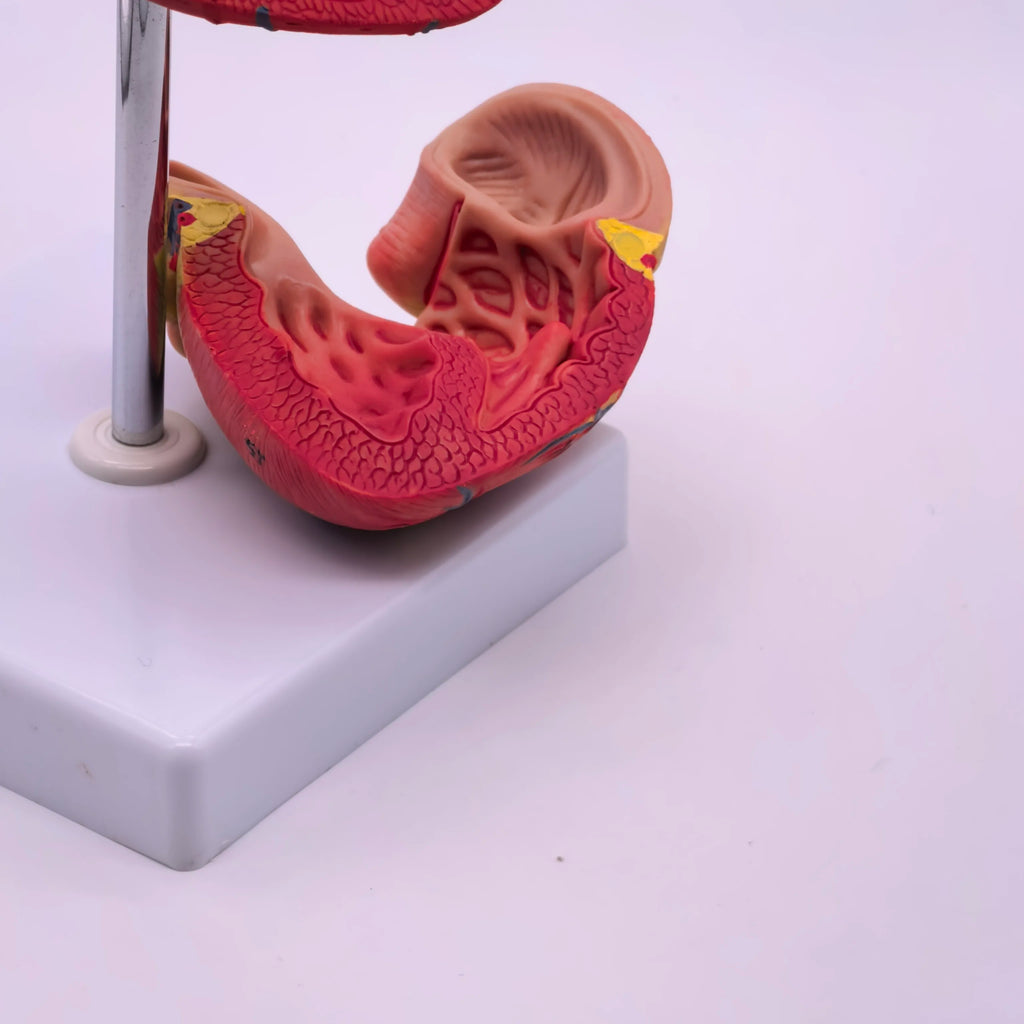 PVC 2 Part Life Size Human Heart Anatomy Model Mounted on White Base Cardiac Medical Learning high QL