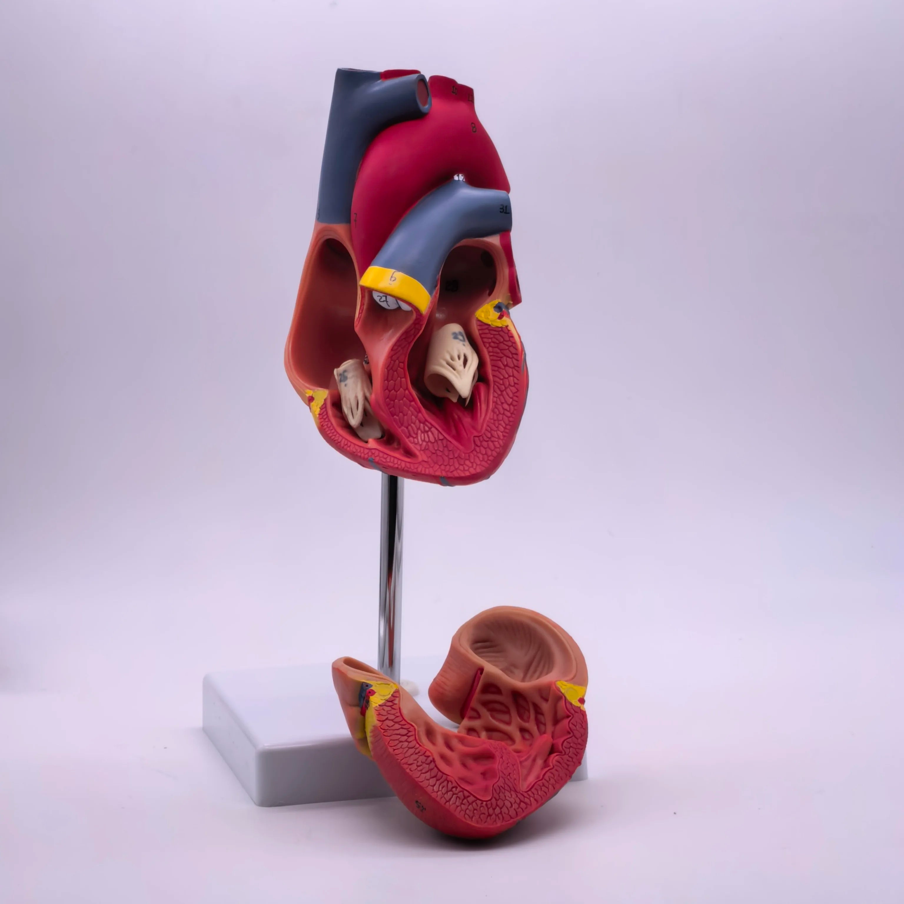 PVC 2 Part Life Size Human Heart Anatomy Model Mounted on White Base Cardiac Medical Learning high QL