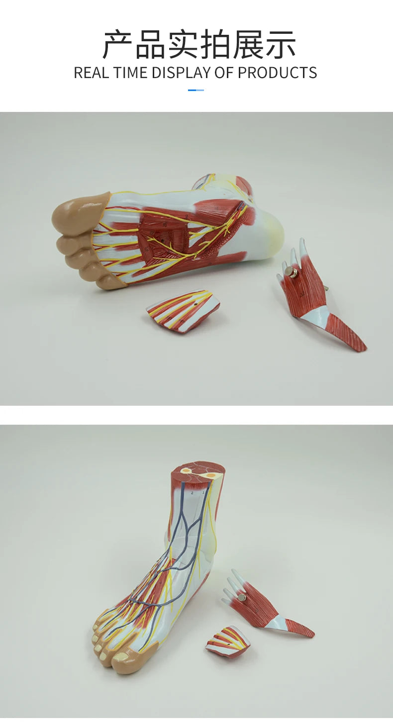 Life size human foot anatomy model leg muscle anatomical models for education medical organ artery and nervous system