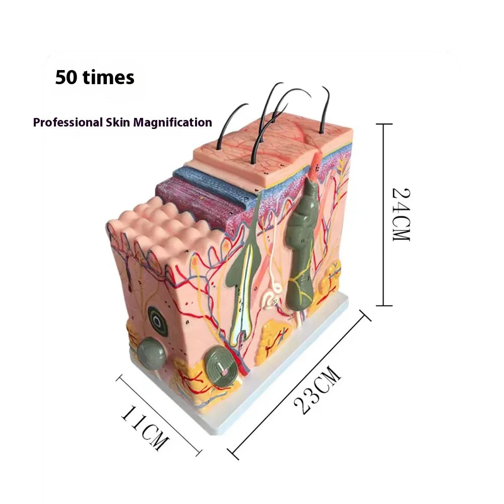 Magnify 35X Human Anatomical Skin Texture Subcutaneous Tissue Dissection Model Anatomy For Biology Medical Teaching Aids Supply