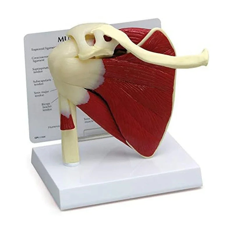 Anatomy Human Right Muscle Shoulder Joint Model With Ligment,  Office And Classroom Easy Install