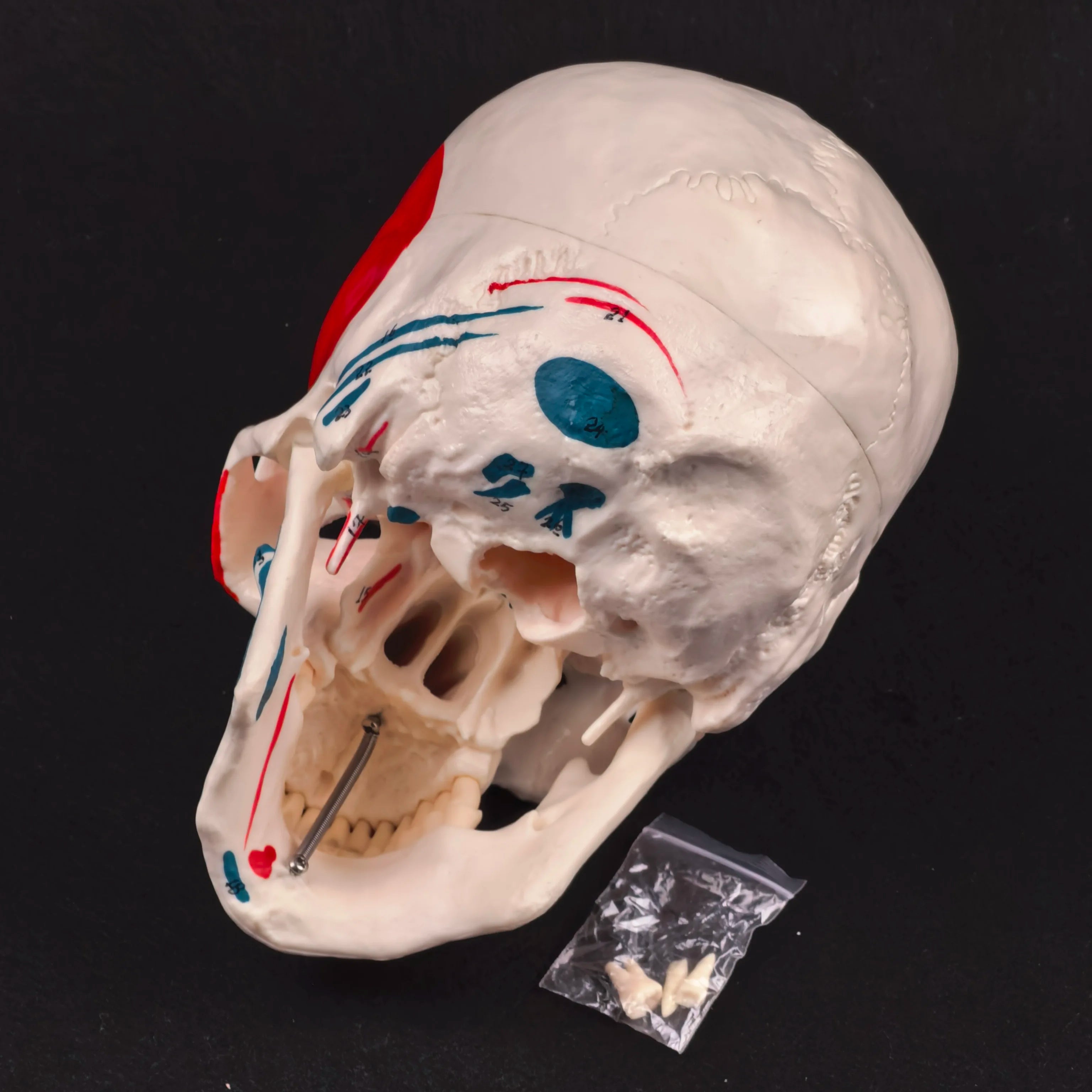 PVC Human Muscular Color Skull Model - 3 Parts Digital Indication Medical Learning Aid Life Size Anatomy Educational Tool