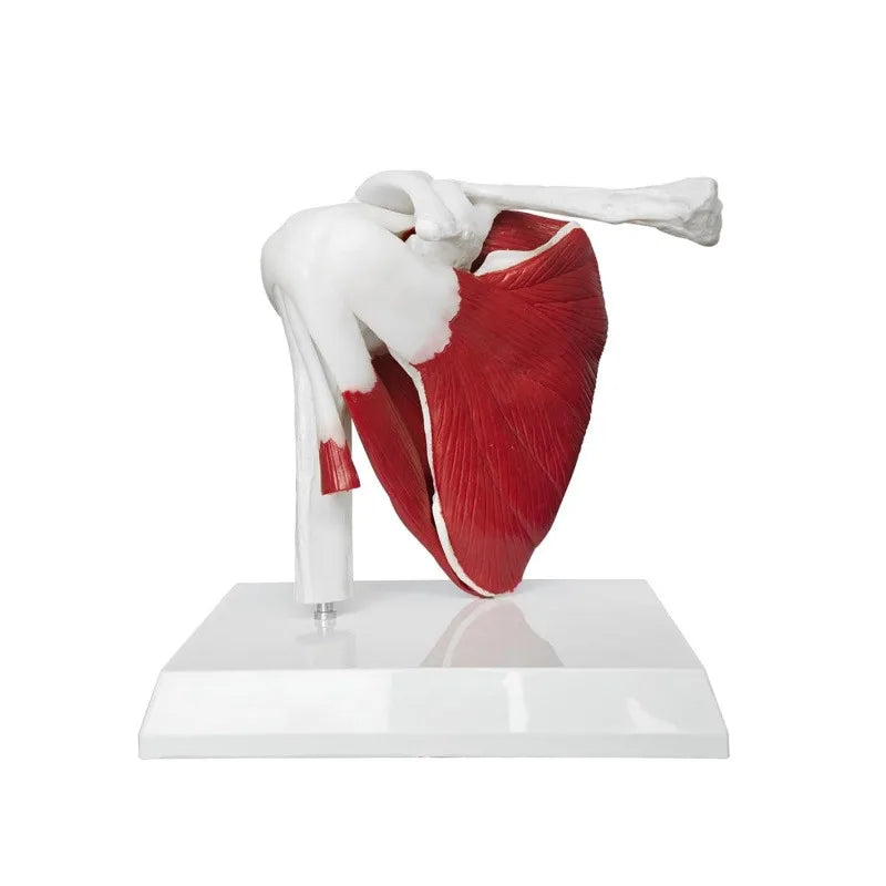Anatomy Human Right Muscle Shoulder Joint Model With Ligment,  Office And Classroom Easy Install