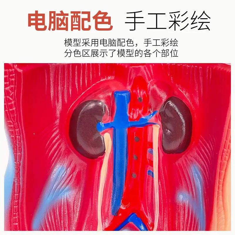 26CM Torso, Human Visceral Anatomy Model, Medical Teaching Aids, Children's Educational Detachable Medical Anatomy Model