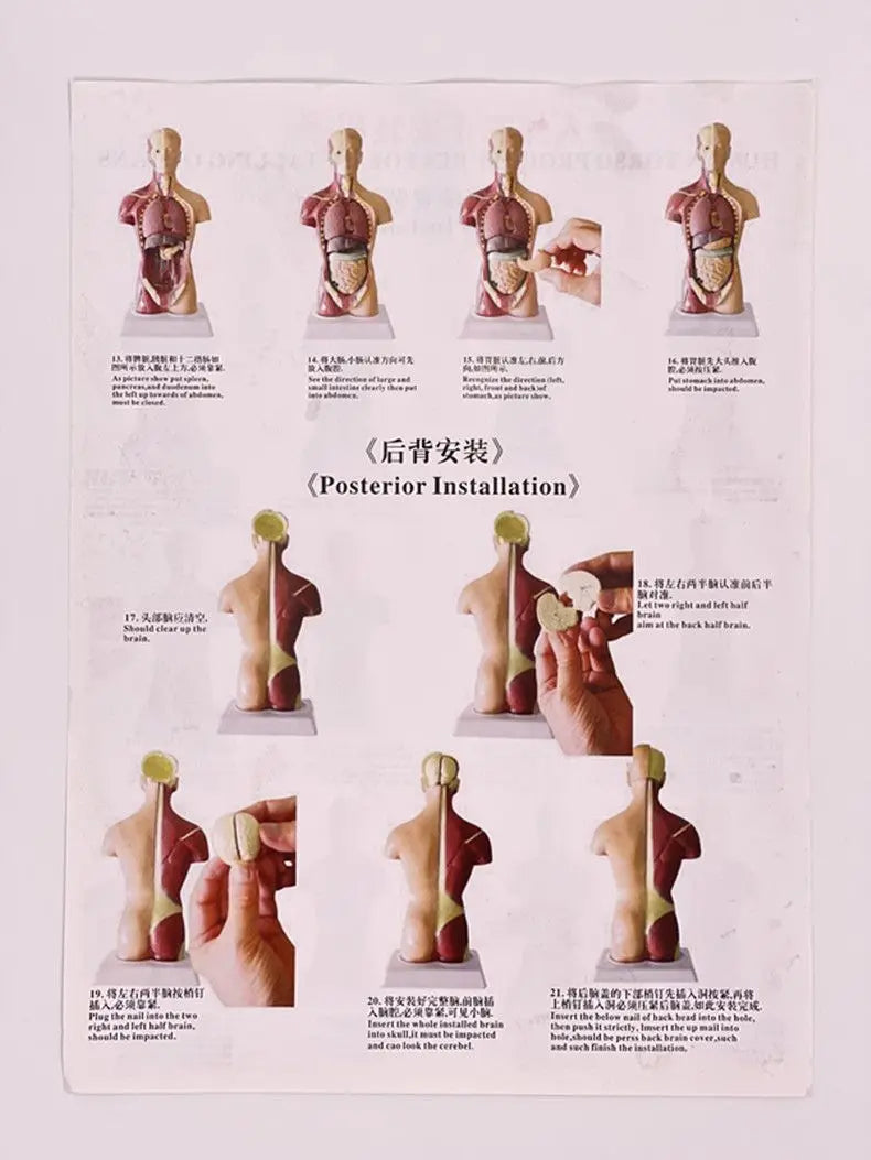26CM Torso, Human Visceral Anatomy Model, Medical Teaching Aids, Children's Educational Detachable Medical Anatomy Model