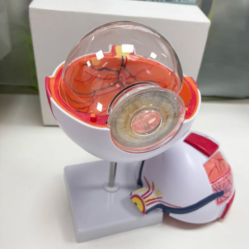 Human  Anatomy Magnified 6 Times Eye Model  School Teaching Supplies Tool