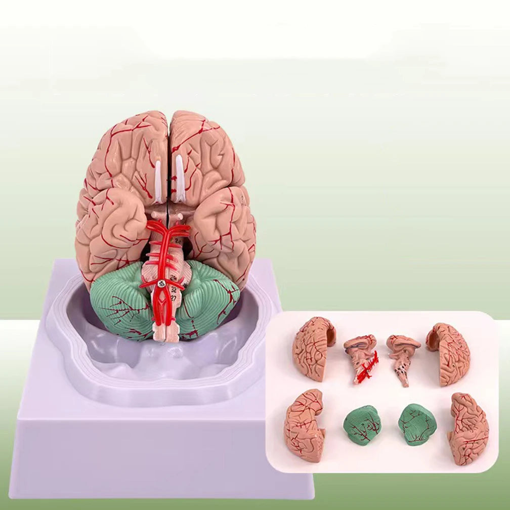 Human Life Size Brain Anatomy Model With Display Base for Lab Science Classroom Study Learning Teaching Display Model Tools