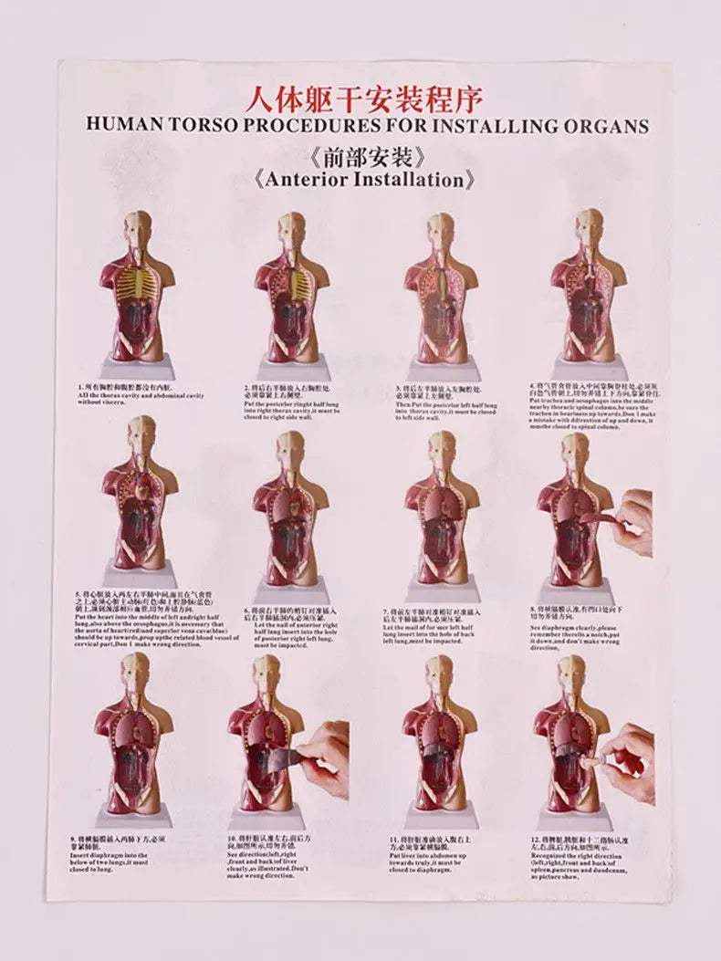 26CM Torso, Human Visceral Anatomy Model, Medical Teaching Aids, Children's Educational Detachable Medical Anatomy Model