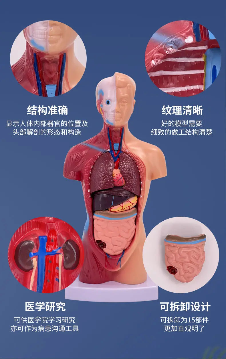 26CM Torso, Human Visceral Anatomy Model, Medical Teaching Aids, Children's Educational Detachable Medical Anatomy Model