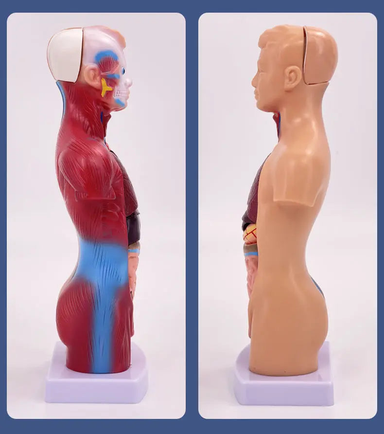 26CM Torso, Human Visceral Anatomy Model, Medical Teaching Aids, Children's Educational Detachable Medical Anatomy Model