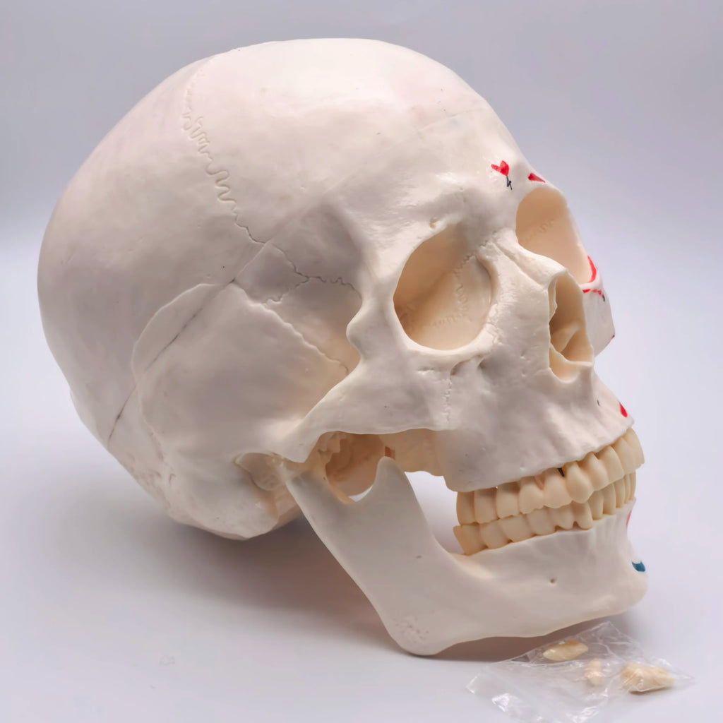 PVC Human Muscular Color Skull Model - 3 Parts Digital Indication Medical Learning Aid Life Size Anatomy Educational Tool