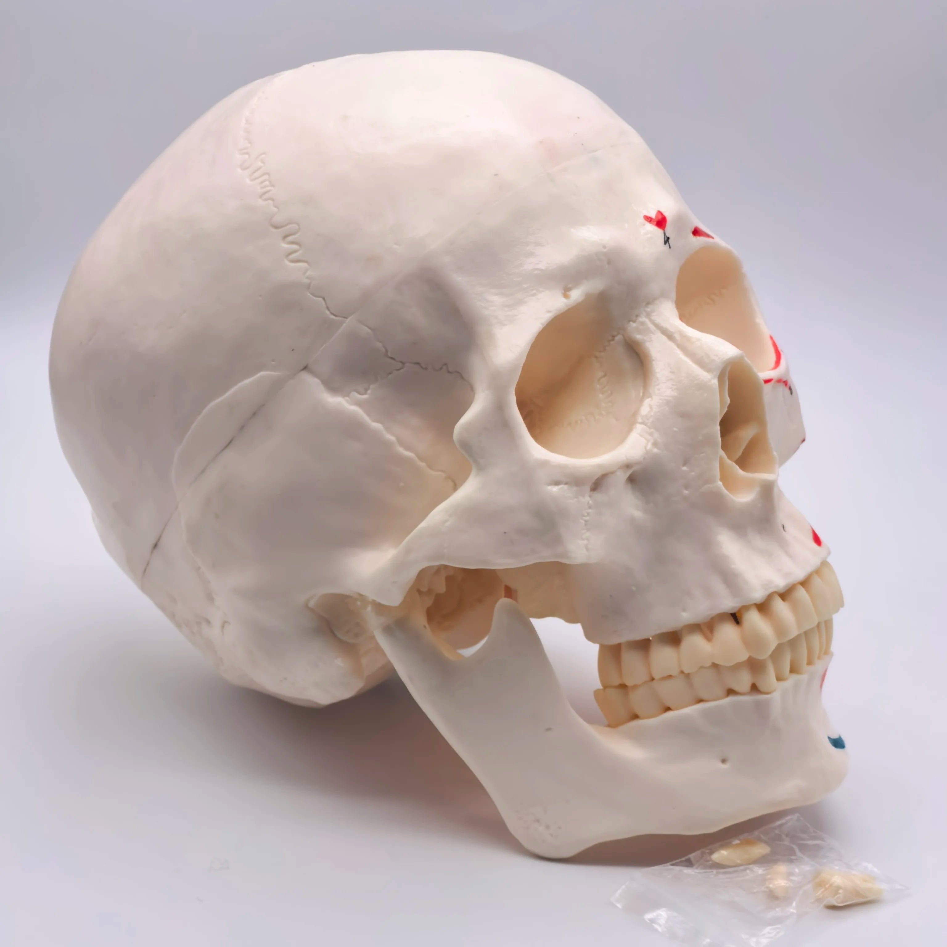 PVC Human Muscular Color Skull Model - 3 Parts Digital Indication Medical Learning Aid Life Size Anatomy Educational Tool