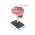 Human Brains Model Anatomy Educational Toy Brain Anatomical Models Study Display Tool 3D Teaching Model for Teaching Classroom