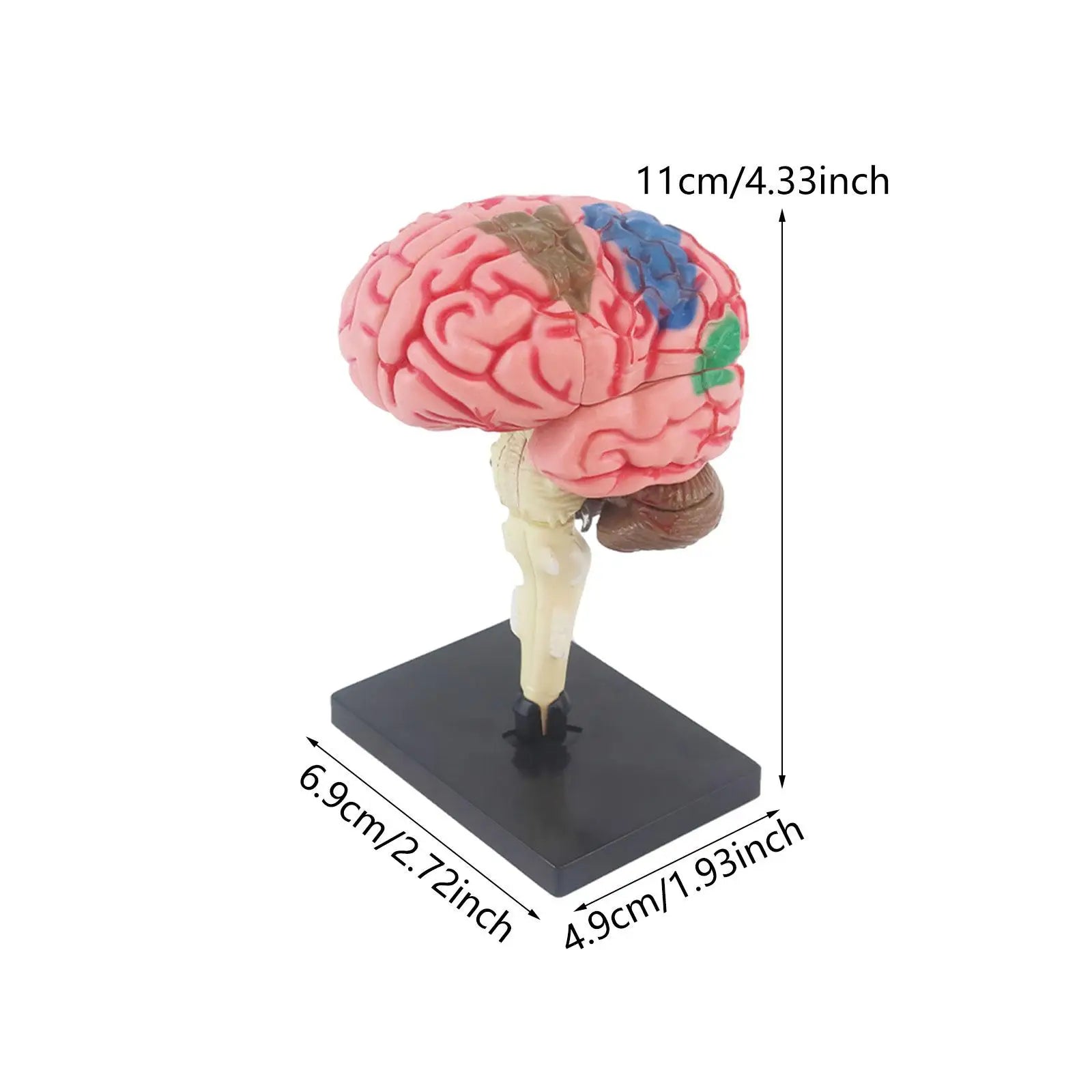 Human Brains Model Anatomy Educational Toy Brain Anatomical Models Study Display Tool 3D Teaching Model for Teaching Classroom