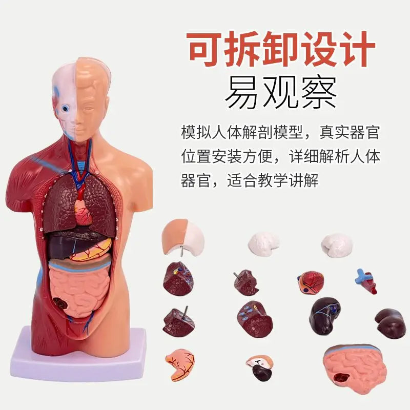 26CM Torso, Human Visceral Anatomy Model, Medical Teaching Aids, Children's Educational Detachable Medical Anatomy Model