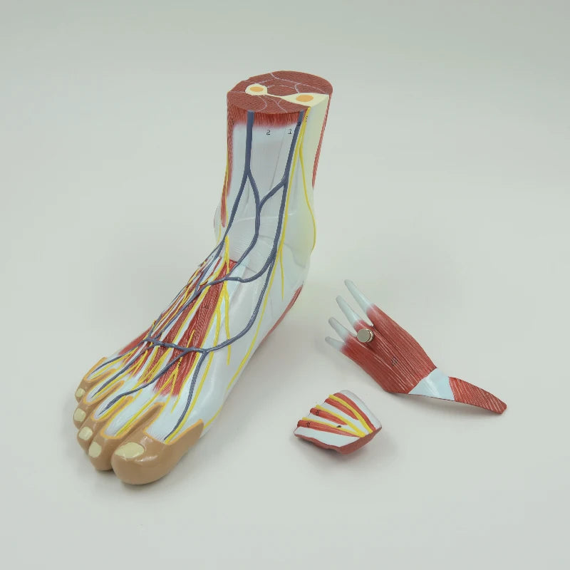 Life size human foot anatomy model leg muscle anatomical models for education medical organ artery and nervous system