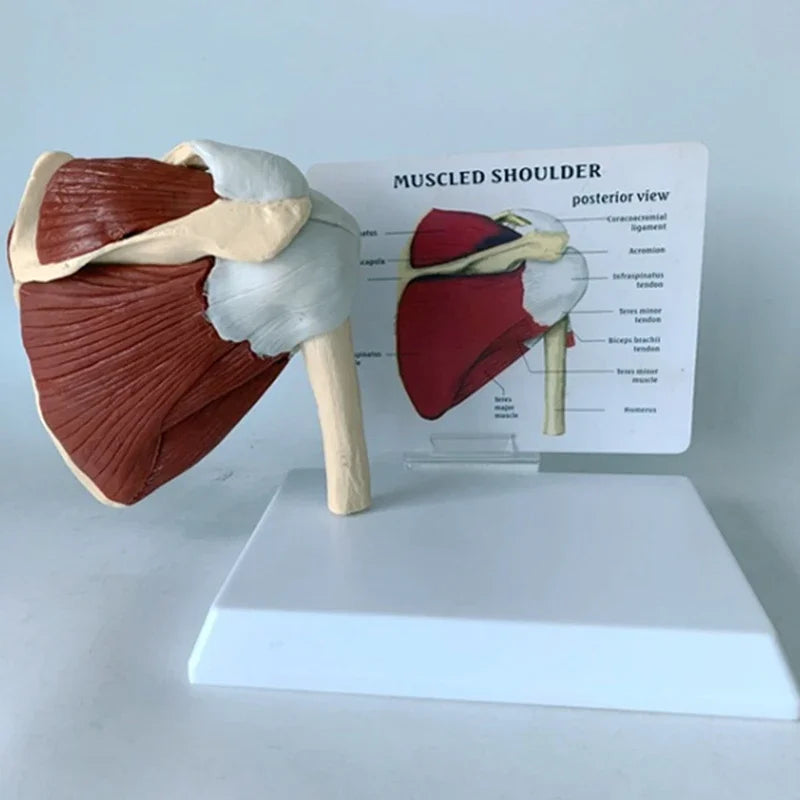 Anatomy Human Right Muscle Shoulder Joint Model With Ligment,  Office And Classroom Easy Install