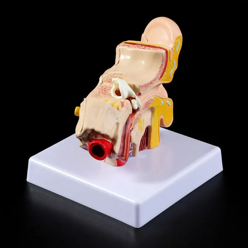 1.5 Times Life Size Human Ear Anatomy Model OrganMedical Teaching Supplies Profe