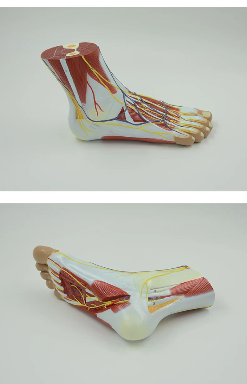 Life size human foot anatomy model leg muscle anatomical models for education medical organ artery and nervous system