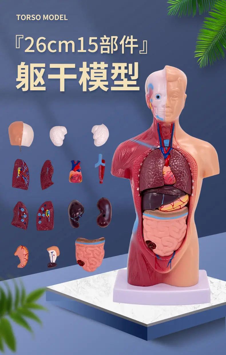 26CM Torso, Human Visceral Anatomy Model, Medical Teaching Aids, Children's Educational Detachable Medical Anatomy Model