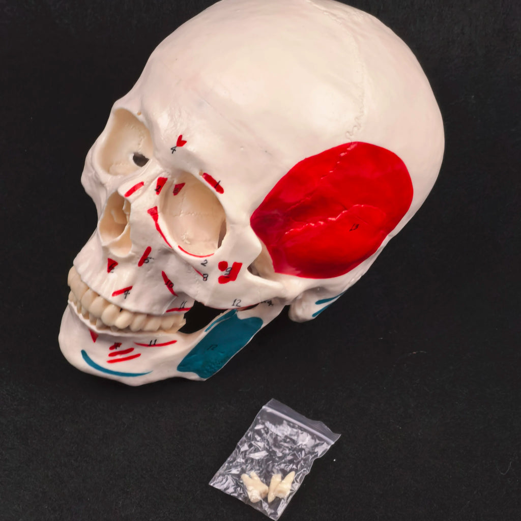 PVC Human Muscular Color Skull Model - 3 Parts Digital Indication Medical Learning Aid Life Size Anatomy Educational Tool