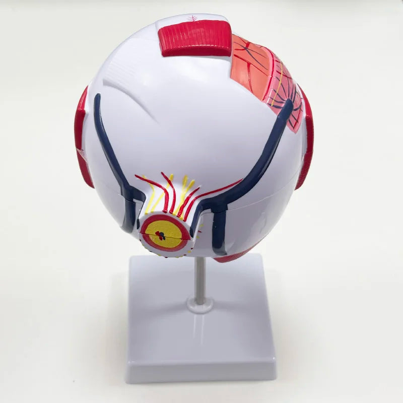 Human  Anatomy Magnified 6 Times Eye Model  School Teaching Supplies Tool