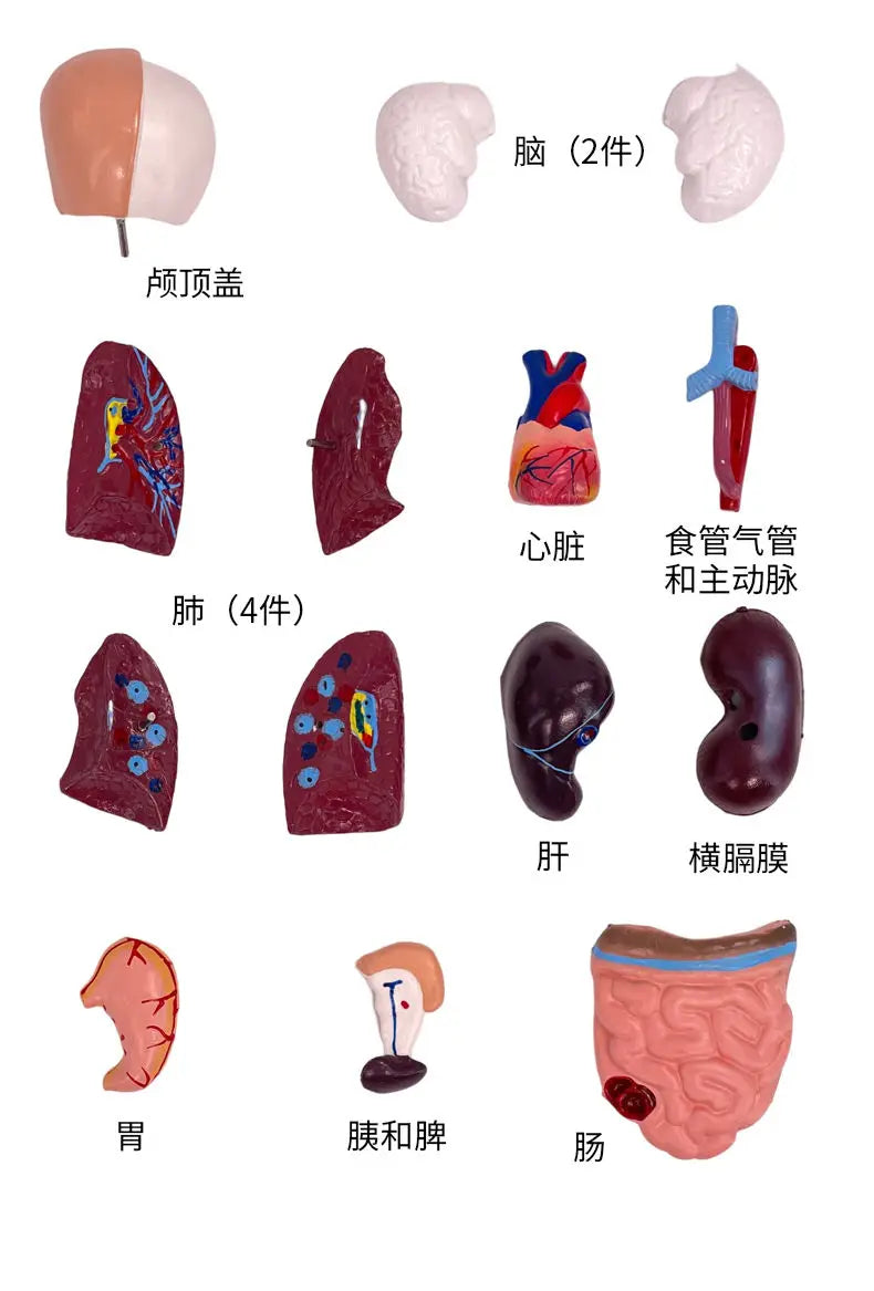 26CM Torso, Human Visceral Anatomy Model, Medical Teaching Aids, Children's Educational Detachable Medical Anatomy Model