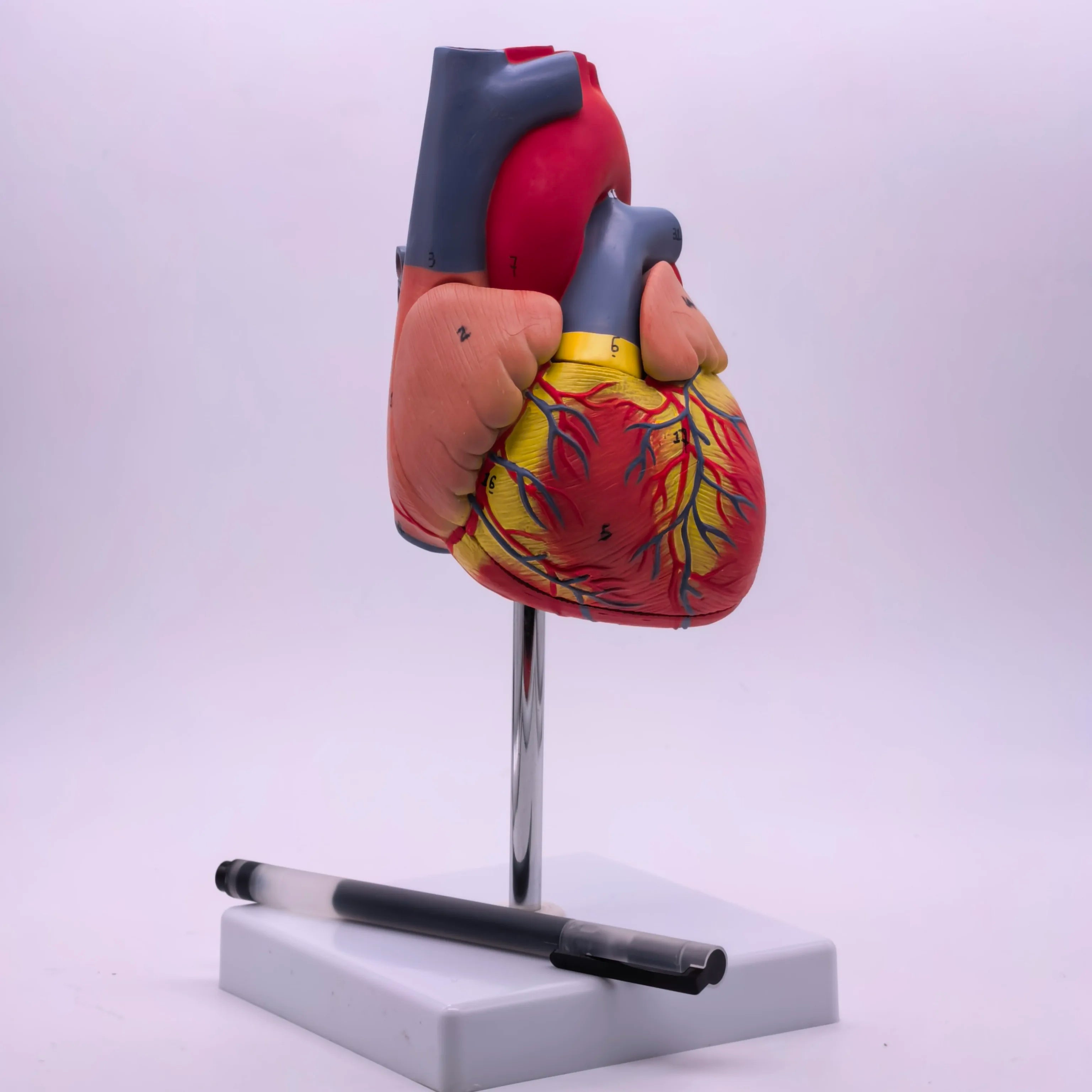 PVC 2 Part Life Size Human Heart Anatomy Model Mounted on White Base Cardiac Medical Learning high QL