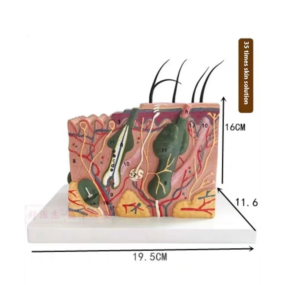 Magnify 35X Human Anatomical Skin Texture Subcutaneous Tissue Dissection Model Anatomy For Biology Medical Teaching Aids Supply