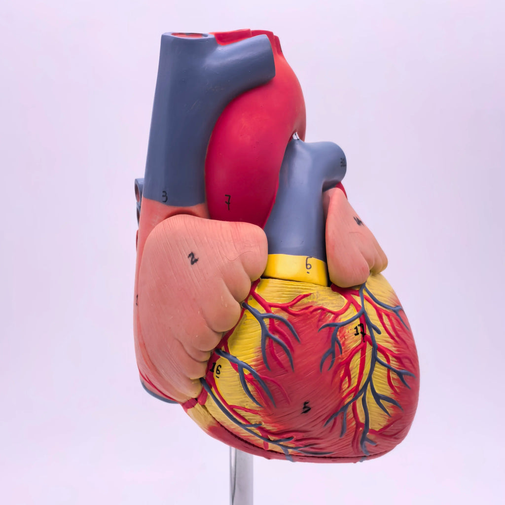 PVC 2 Part Life Size Human Heart Anatomy Model Mounted on White Base Cardiac Medical Learning high QL