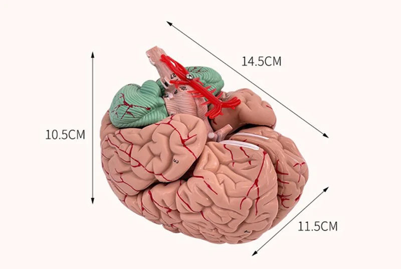 Medical Props Model 8- Parts Disassembled Anatomical Human Accurate Brain Model Anatomy Structure For Medical Teaching Tool